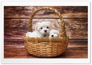 Maltese Puppies Ultra HD Wallpaper for 4K UHD Widescreen desktop, tablet & smartphone