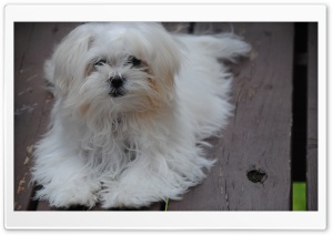 Maltese Puppy Ultra HD Wallpaper for 4K UHD Widescreen desktop, tablet & smartphone