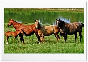 Mama Horses Ultra HD Wallpaper for 4K UHD Widescreen desktop, tablet & smartphone