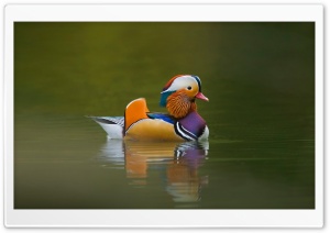 Mandarin Duck Ultra HD Wallpaper for 4K UHD Widescreen desktop, tablet & smartphone