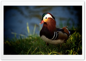 Mandarin Duck Ultra HD Wallpaper for 4K UHD Widescreen desktop, tablet & smartphone