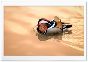 Mandarin Duck Male Ultra HD Wallpaper for 4K UHD Widescreen desktop, tablet & smartphone