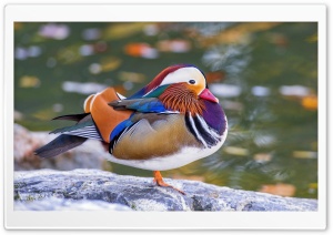 Mandarin Duck on the Rock 4K UHD Wallpaper for Widescreen and UltraWide Desktop, UltraHD TV, Smartphone, Tablet