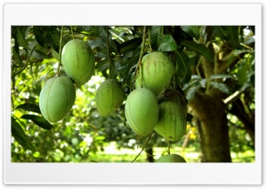 Mangoes from Rajshahi Ultra HD Wallpaper for 4K UHD Widescreen desktop, tablet & smartphone
