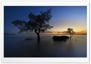 Mangrove Trees, Sea Water, Twilight, Horizon Ultra HD Wallpaper for 4K UHD Widescreen desktop, tablet & smartphone