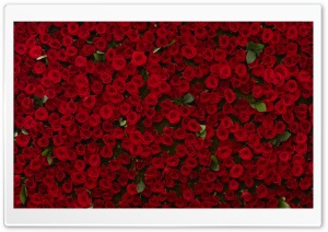 Many Red Roses Ultra HD Wallpaper for 4K UHD Widescreen desktop, tablet & smartphone