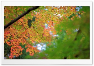 Maple, Autumn Ultra HD Wallpaper for 4K UHD Widescreen desktop, tablet & smartphone