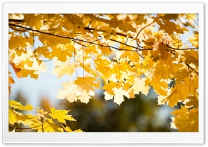 Maple Branch In The Fall Ultra HD Wallpaper for 4K UHD Widescreen desktop, tablet & smartphone