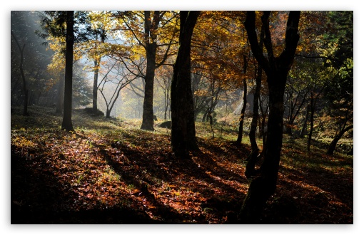 Maple Forest Fall UltraHD Wallpaper for Wide 16:10 5:3 Widescreen WHXGA WQXGA WUXGA WXGA WGA ; 8K UHD TV 16:9 Ultra High Definition 2160p 1440p 1080p 900p 720p ; UHD 16:9 2160p 1440p 1080p 900p 720p ; Standard 4:3 5:4 3:2 Fullscreen UXGA XGA SVGA QSXGA SXGA DVGA HVGA HQVGA ( Apple PowerBook G4 iPhone 4 3G 3GS iPod Touch ) ; Tablet 1:1 ; iPad 1/2/Mini ; Mobile 4:3 5:3 3:2 16:9 5:4 - UXGA XGA SVGA WGA DVGA HVGA HQVGA ( Apple PowerBook G4 iPhone 4 3G 3GS iPod Touch ) 2160p 1440p 1080p 900p 720p QSXGA SXGA ; Dual 5:4 QSXGA SXGA ;