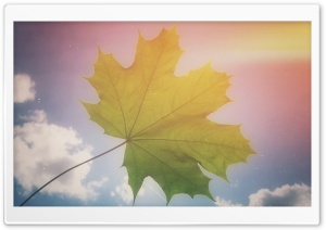 Maple Leaf Ultra HD Wallpaper for 4K UHD Widescreen desktop, tablet & smartphone