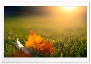 Maple Leaf Ultra HD Wallpaper for 4K UHD Widescreen desktop, tablet & smartphone