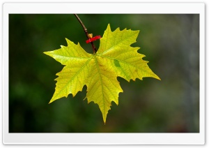Maple Leaf Fall Ultra HD Wallpaper for 4K UHD Widescreen desktop, tablet & smartphone