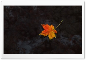 Maple Leaf On Water Ultra HD Wallpaper for 4K UHD Widescreen desktop, tablet & smartphone