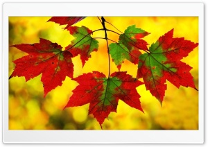 Maple Leaves Ultra HD Wallpaper for 4K UHD Widescreen desktop, tablet & smartphone