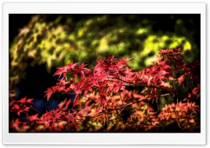 Maple Leaves, Autumn, Japan Ultra HD Wallpaper for 4K UHD Widescreen desktop, tablet & smartphone