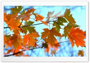 Maple Leaves Branches Ultra HD Wallpaper for 4K UHD Widescreen desktop, tablet & smartphone