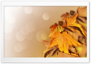 Maple Leaves Closeup Ultra HD Wallpaper for 4K UHD Widescreen desktop, tablet & smartphone