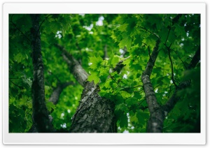 Maple, Tree, Green, Leaves, Nature, Spring 4K UHD Wallpaper for Widescreen and UltraWide Desktop, UltraHD TV, Smartphone, Tablet