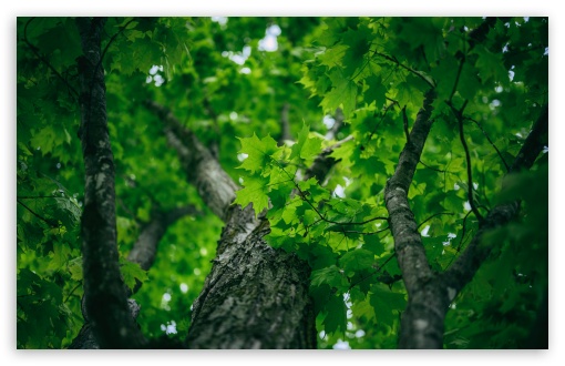 Maple, Tree, Green, Leaves, Nature, Spring UltraHD Wallpaper for UHD 16:9 ; HD 16:9 ; UltraWide 21:9 24:10 32:9 32:10 ; Widescreen 16:10 5:3 ; Fullscreen 4:3 5:4 3:2 ; Tablet 1:1 ; Mobile 9:16 9:19.5 9:20 9:21 9:22 10:16 2:3 3:5 3:4 ; Dual 16:10 5:3 16:9 4:3 5:4 3:2 ;