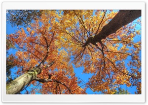 Maple Trees HDR Ultra HD Wallpaper for 4K UHD Widescreen desktop, tablet & smartphone