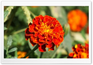 Marigold Ultra HD Wallpaper for 4K UHD Widescreen desktop, tablet & smartphone