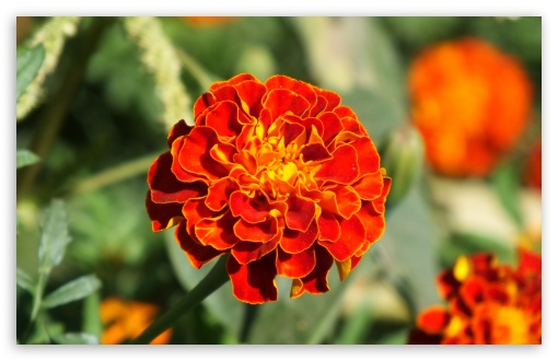 Orange Marigold Flowers 1440p by danailkiller on DeviantArt
