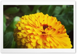 MariGold Ultra HD Wallpaper for 4K UHD Widescreen desktop, tablet & smartphone