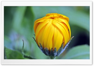 Marigold Calendula Bud Open Ultra HD Wallpaper for 4K UHD Widescreen desktop, tablet & smartphone