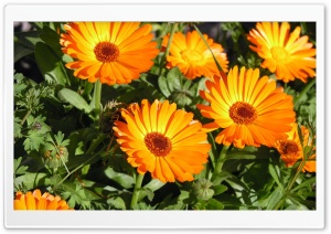 Marigold Flowers Ultra HD Wallpaper for 4K UHD Widescreen desktop, tablet & smartphone