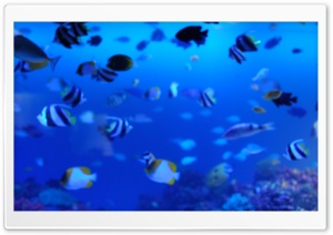 Marine Life Ultra HD Wallpaper for 4K UHD Widescreen desktop, tablet & smartphone