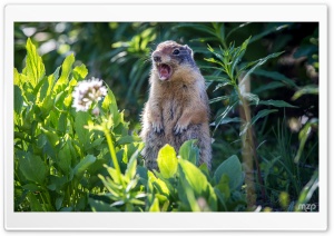 Marmot Screaming Ultra HD Wallpaper for 4K UHD Widescreen desktop, tablet & smartphone