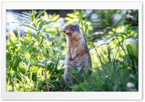 Marmot Still Screaming Ultra HD Wallpaper for 4K UHD Widescreen desktop, tablet & smartphone