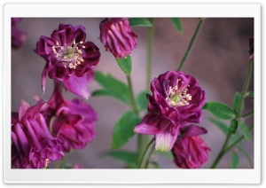 Maroon Flowers Ultra HD Wallpaper for 4K UHD Widescreen desktop, tablet & smartphone