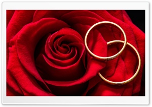 Marriage, Love, Wedding Rings, Red Rose Ultra HD Wallpaper for 4K UHD Widescreen desktop, tablet & smartphone