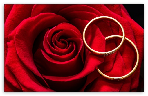 Marriage, Love, Wedding Rings, Red Rose UltraHD Wallpaper for Wide 16:10 5:3 Widescreen WHXGA WQXGA WUXGA WXGA WGA ; 8K UHD TV 16:9 Ultra High Definition 2160p 1440p 1080p 900p 720p ; UHD 16:9 2160p 1440p 1080p 900p 720p ; Standard 4:3 5:4 3:2 Fullscreen UXGA XGA SVGA QSXGA SXGA DVGA HVGA HQVGA ( Apple PowerBook G4 iPhone 4 3G 3GS iPod Touch ) ; Tablet 1:1 ; iPad 1/2/Mini ; Mobile 4:3 5:3 3:2 16:9 5:4 - UXGA XGA SVGA WGA DVGA HVGA HQVGA ( Apple PowerBook G4 iPhone 4 3G 3GS iPod Touch ) 2160p 1440p 1080p 900p 720p QSXGA SXGA ;