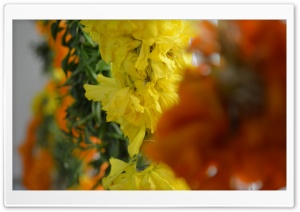Marygold Ultra HD Wallpaper for 4K UHD Widescreen desktop, tablet & smartphone