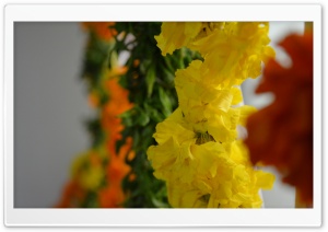 Marygold Ultra HD Wallpaper for 4K UHD Widescreen desktop, tablet & smartphone