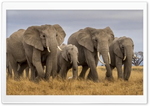 Masai Mara Elephants Ultra HD Wallpaper for 4K UHD Widescreen desktop, tablet & smartphone