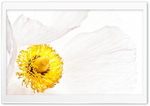 Matilija Poppy Flower Macro Ultra HD Wallpaper for 4K UHD Widescreen desktop, tablet & smartphone