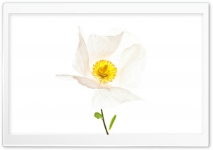 Matilija The White Poppy Ultra HD Wallpaper for 4K UHD Widescreen desktop, tablet & smartphone