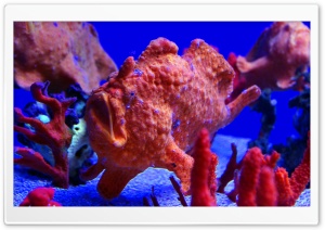 Maui Ocean Center   The Hawaiian Aquarium Ultra HD Wallpaper for 4K UHD Widescreen desktop, tablet & smartphone