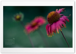 May Flower Calendar Ultra HD Wallpaper for 4K UHD Widescreen desktop, tablet & smartphone