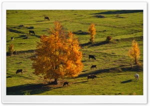 Mazeri Valley Landscape, Autumn 4K UHD Wallpaper for Widescreen and UltraWide Desktop, UltraHD TV, Smartphone, Tablet