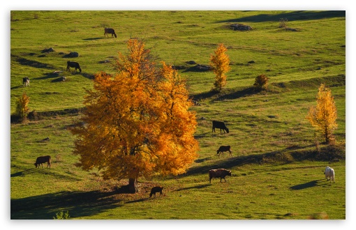 Mazeri Valley Landscape, Autumn UltraHD Wallpaper for UHD 16:9 ; HD 16:9 ; UltraWide 21:9 24:10 32:9 32:10 ; Widescreen 16:10 5:3 ; Fullscreen 4:3 5:4 3:2 ; Tablet 1:1 ; Mobile 9:16 9:19.5 9:20 9:21 9:22 10:16 2:3 3:5 3:4 ; Dual 16:10 5:3 16:9 4:3 5:4 3:2 ;