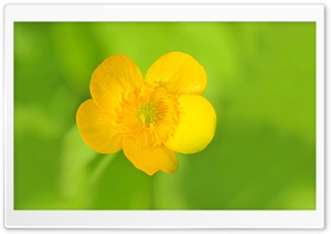 Meadow Buttercup Ultra HD Wallpaper for 4K UHD Widescreen desktop, tablet & smartphone