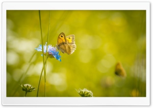 Meadow Butterfly Ultra HD Wallpaper for 4K UHD Widescreen desktop, tablet & smartphone