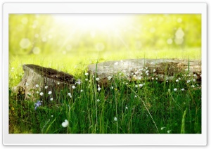 Meadow Flowers Ultra HD Wallpaper for 4K UHD Widescreen desktop, tablet & smartphone