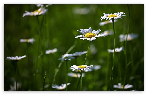 Meadow Flowers Ultra HD Desktop Background Wallpaper for : Widescreen ...