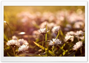 Meadow Flowers Macro Ultra HD Wallpaper for 4K UHD Widescreen desktop, tablet & smartphone
