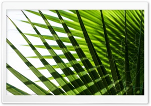 Mediterranean Green Palm Leaves Ultra HD Wallpaper for 4K UHD Widescreen desktop, tablet & smartphone